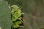 Common sunflower